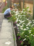 FOWS gardener at work on the Wigan platform flowerbed